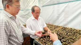 Nghiên cứu quy trình nuôi ốc bươu đồng theo hướng tiềm sinh