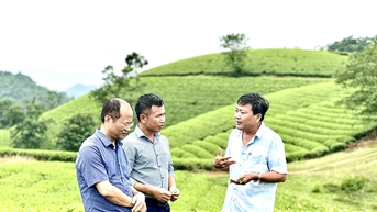 អភិវឌ្ឍរុក្ខជាតិតែដែលមានតម្លៃច្រើនប្រកបដោយនិរន្តរភាព