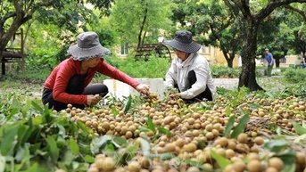 រៀបចំឯកសារវិទ្យាសាស្ត្រ "ចំណេះដឹងប្រជាជនក្នុងការដាំដុះ និងកែច្នៃ ឡុង យ៉េន" ដើម្បីដាក់ជូនអង្គការយូណេស្កូ ដើម្បីដាក់បញ្ចូលក្នុងបញ្ជីបេតិកភណ្ឌវប្បធម៌អរូបីនៃមនុស្សជាតិ។