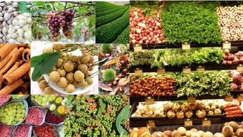 តម្លៃផលិតផលកសិកម្មថ្ងៃនេះ ២៣ តុលា ២០២៥៖ តម្លៃអង្ករនាំចេញធ្លាក់ចុះ តម្លៃកៅស៊ូកើនឡើង