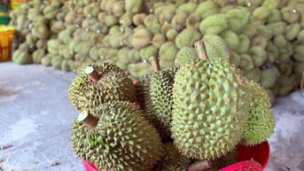 ឃ្លាំង​ស្តុក​ទុក​ទិញ​ទុរេន៖ អាជីវករ​និង​អ្នក​ថែ​សួន​ព្រួយ​បារម្ភ