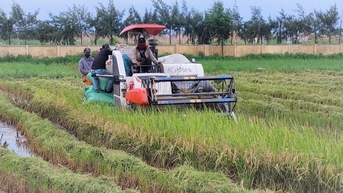 ទិន្នផល​ស្រូវ​រដូវ​រងា​របស់ Hai Phong ត្រូវ​បាន​គេ​ប៉ាន់​ប្រមាណ​ថា នឹង​កើន​ឡើង ១,២ តោន​ក្នុង​មួយ​ហិកតា បើ​ធៀប​នឹង​ឆ្នាំ ២០២៤។