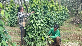 Rẫy vườn ở Đak Nhau xanh màu cuộc sống