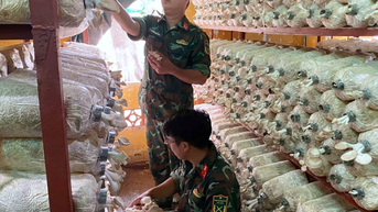 Bộ đội Hậu cần, Kỹ thuật thời kỳ mới, dấu ấn mới: Hiệu quả trồng nấm bào ngư xám