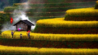 Đẹp nao lòng bức tranh mùa lúa chín ở Mù Cang Chải