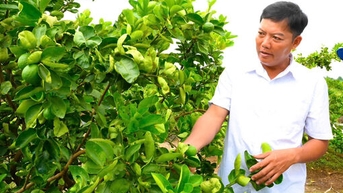 Nông dân cần cù làm kinh tế giỏi