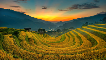 Đẹp nao lòng bức tranh mùa lúa chín ở Mù Cang Chải