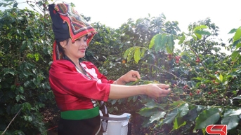 Muổi Nọi xây dựng vùng cà phê Arabica đặc sản