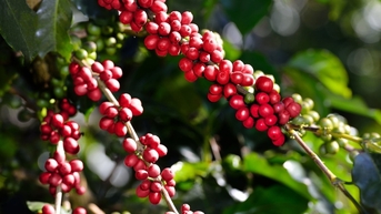 Giá cà phê ngày 24/10/2025: Robusta giảm sâu gần 4%, Arabica rời đỉnh do dự báo mưa