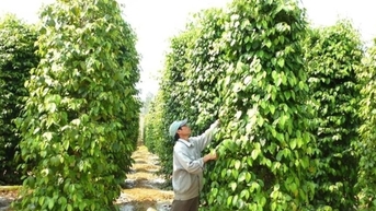 Giá tiêu hôm nay 24/10: Giá nội địa quay đầu giảm mạnh, tiêu đen xuất khẩu tăng gần 36%