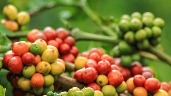 Giá cà phê hôm nay 24/10: Giá Robusta giảm gần 4%, Arabica giảm theo sau
