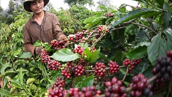 Xuất khẩu cà phê lập kỷ lục mới trong niên vụ 2024 - 2025