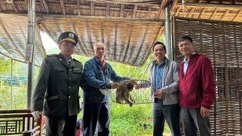 Bàn giao 1 cá thể khỉ đuôi lợn về Vườn Quốc gia Bạch Mã