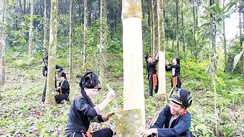 “Mỏ vàng xanh” của Lào Cai