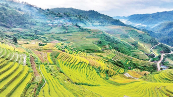 Mùa vàng Mù Cang Chải