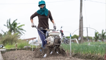 ដំណាំរដូវរងាដ៏អ៊ូអរនៅឃុំ Nguyen Luong Bang