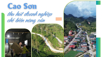Cao Sơn thu hút doanh nghiệp chế biến nông sản