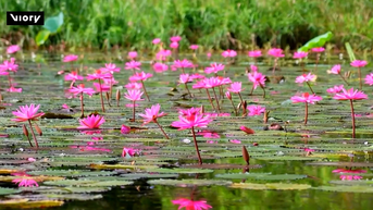 Bức họa diệu kỳ giữa lòng Ninh Bình
