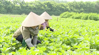 Phát triển nông nghiệp hữu cơ, tăng giá trị sản phẩm
