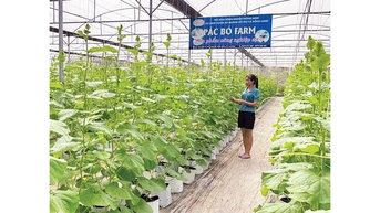 Nông thôn mới trên quê hương cách mạng