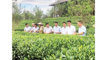 Sản xuất nông nghiệp gắn với du lịch trải nghiệm