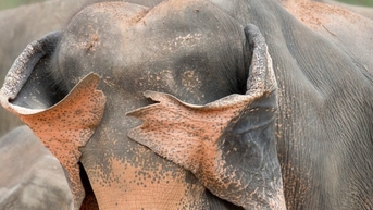 Những hình ảnh gây cười trong giải thưởng quốc tế về động vật hoang dã