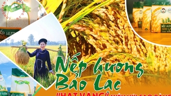 Longform | Nếp hương Bảo Lạc: 'Hạt vàng' miền núi Cao Bằng