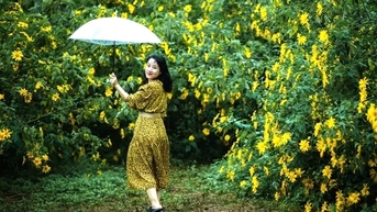 Đà Lạt vào mùa hoa dã quỳ vàng