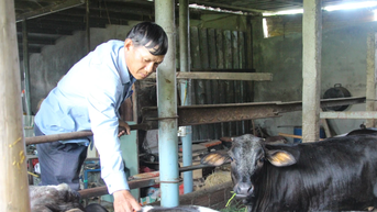Gia Lai tăng cường công tác tiêm phòng, kiểm soát chặt chẽ dịch bệnh trên đàn vật nuôi