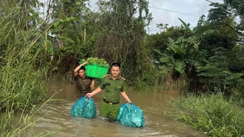 Nước sông Cái dâng nhanh, lực lượng vũ trang kịp thời hỗ trợ người dân thu hoạch rau màu