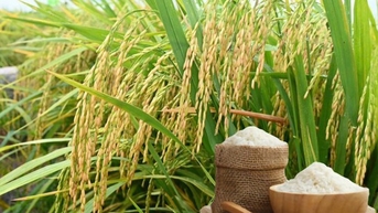 Thông qua nội dung Bản ghi nhớ hợp tác thương mại gạo Việt Nam – Singapore