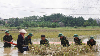 Lính trẻ xuống đồng cứu lúa