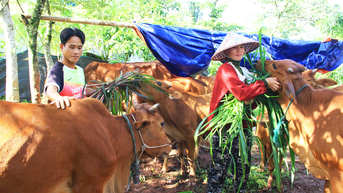 Giấc mơ làm chủ trang trại bò của chàng trai Pa Kô