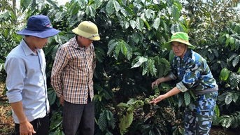 Sinh kế từ đàn bò, tương lai từ nông nghiệp sạch