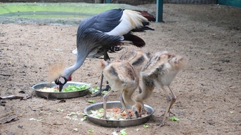 Chăm được sếu đầu đỏ, Thảo cầm viên Sài Gòn còn ấp nở được sếu vương miện