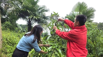 Sinh kế mới mở lối phát triển vùng cao Nghệ An