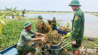Đồn Biên phòng Long Khốt giúp dân thu hoạch lúa trong mùa lũ