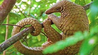 Sự thật gây sốc về loài thú duy nhất có vảy