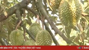 Hàng nghìn tấn sầu riêng có nguy cơ hư hỏng