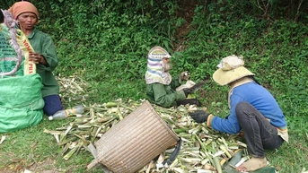 រដូវពន្លកឬស្សីនៅតំបន់ខ្ពង់រាបកណ្តាល