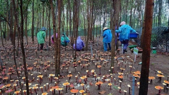 Nhà khoa học phát triển dự án trồng nấm dưới tán keo tạo sinh kế cho đồng bào Bahnar