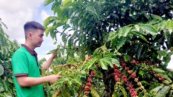 Nông dân phấn khởi vào vụ thu hoạch cà phê