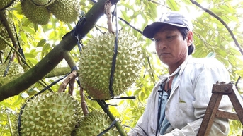 Nhân rộng các mô hình nông nghiệp kiểu mẫu