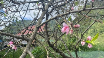 Hoa đào Mường Lống nở rực đón gió Đông