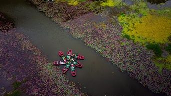 Mùa hoa súng rực rỡ ở Ninh Bình khiến du khách ngỡ ngàng