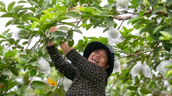 Ổi trái vụ Hà Nam vào vụ thu hoạch