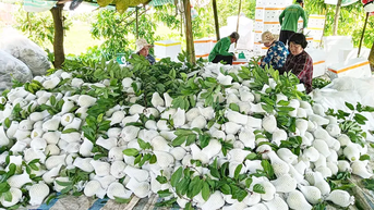 Hội viên, nông dân liên kết, hợp tác sản xuất để phát triển