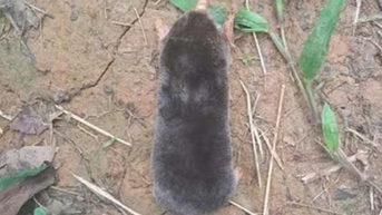 Phát hiện loài chuột 'chưa từng được ghi nhận’ tại Thanh Hoá