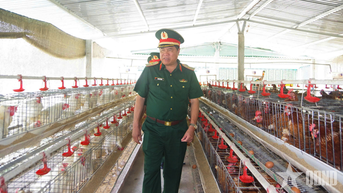 Hiệu quả mô hình nuôi gà đẻ trứng tại Trung đoàn 5, Sư đoàn 5, Quân khu 7