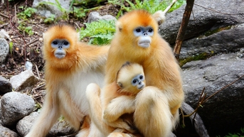 Trung Quốc tung 'đại sứ lông vàng' nối gót gấu trúc